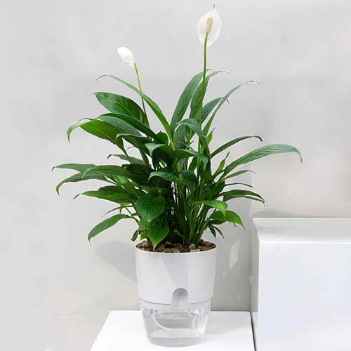 ���ͺ� ���� ���� �ڵ��޼� ȭ�� / �̴� �������ȭ��